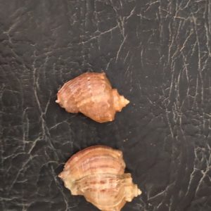 Ракушка морская Рапан.
