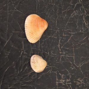 Ракушка морская Сердцевидка.